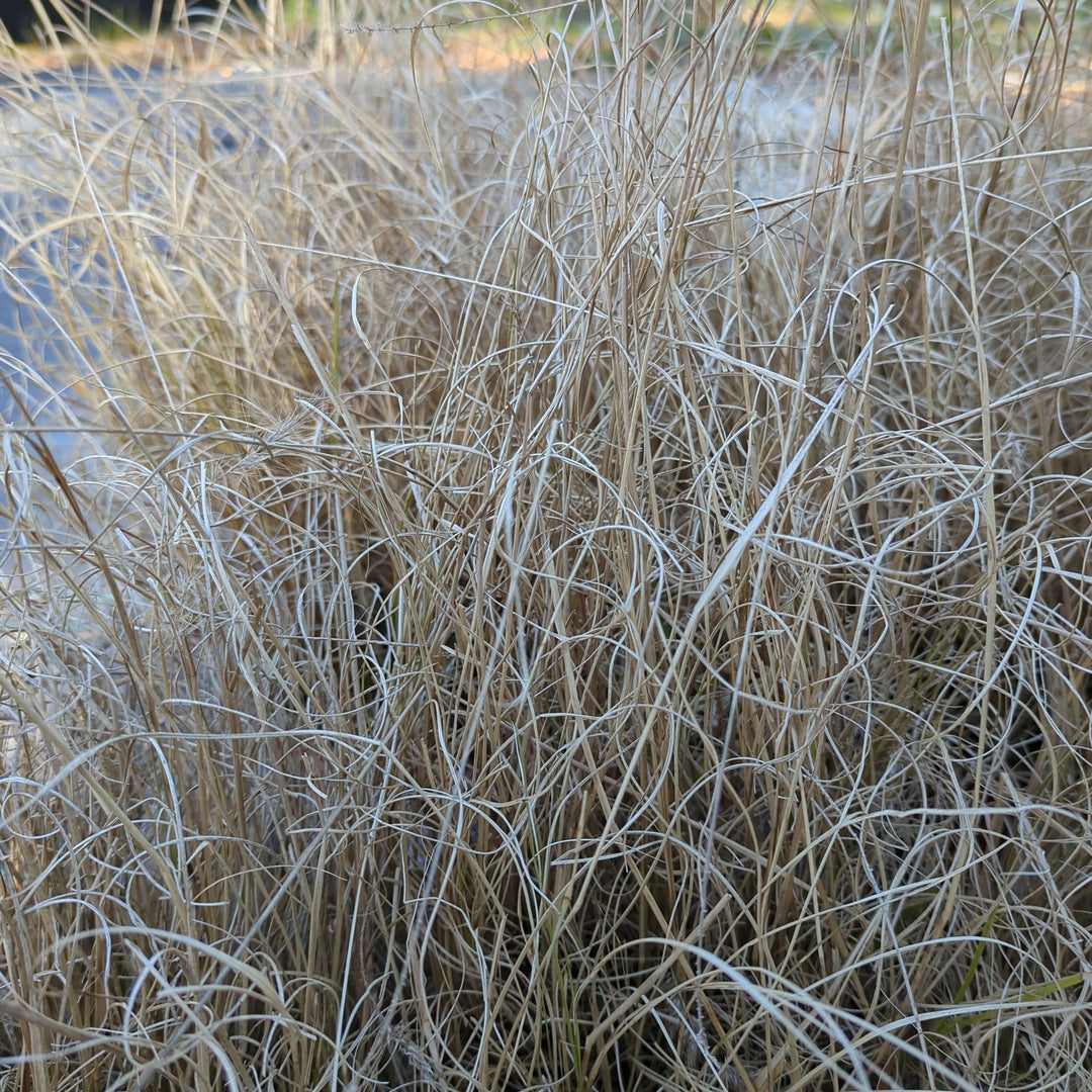 Pennisetum alopecuroides 'Hameln ~ Hameln Fountain Grass