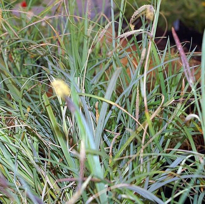 Carex glauca 'Blue Zinger' ~ Juncia Blue Zinger