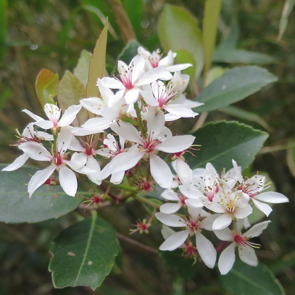 Rhaphiolepis indica ~ Indian Hawthorn, White