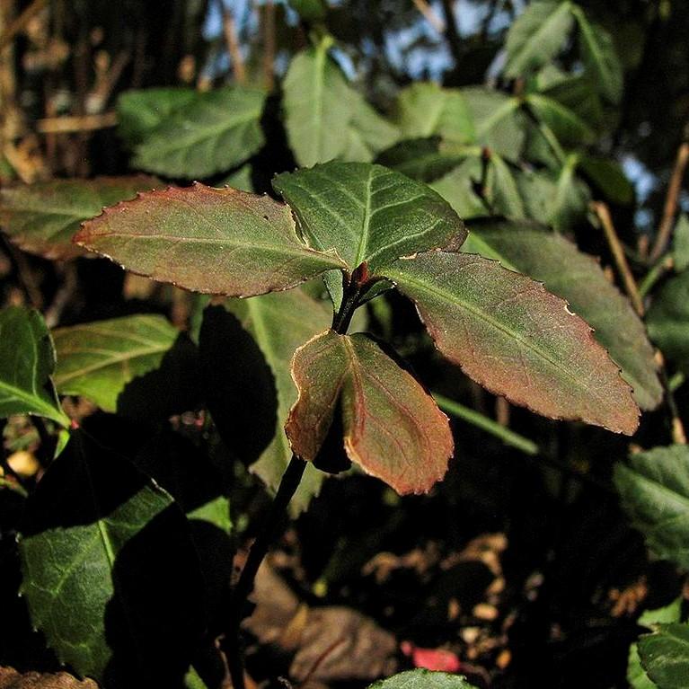 Euonymus fortunei 'Coloratus' ~ Coloratus Euonymus, Wintercreeper