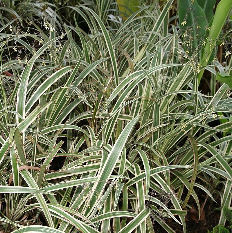 Dianella tasmanica 'Variegata' ~ Variegated Flax Lily