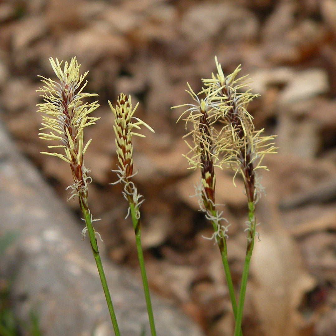 Carex pensylvanica ~ Juncia de Pensilvania