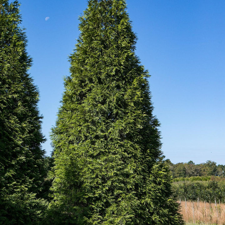 Thuja standishii x plicata 'Gigante Verde' ~ Arborvitae Gigante Verde