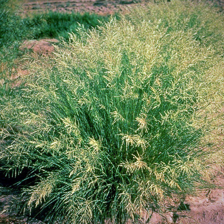 Eragrostis curvula ~ Weeping Love Grass