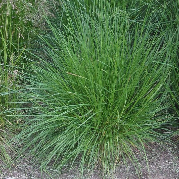 Deschampsia cespitosa ~ Tufted Hairgrass