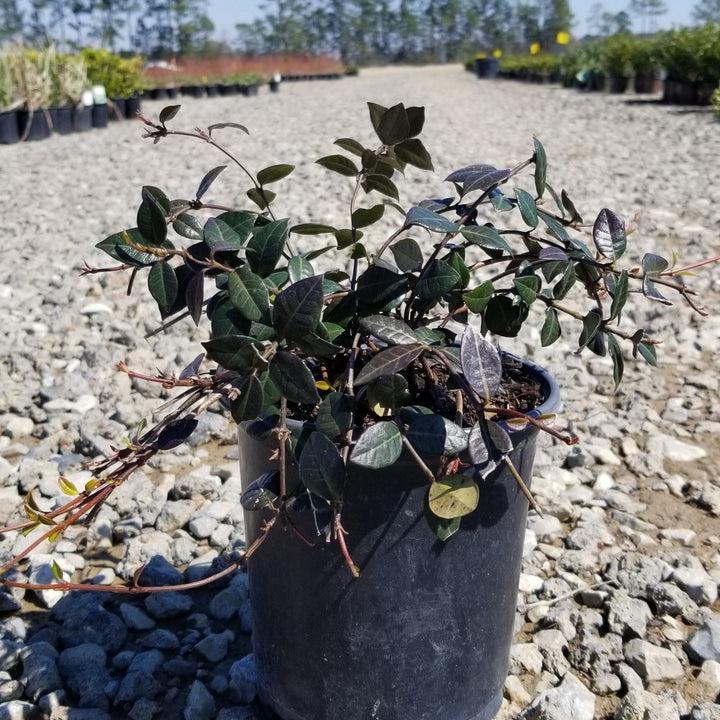 Trachelospermum asiaticum ~ Jazmín asiático