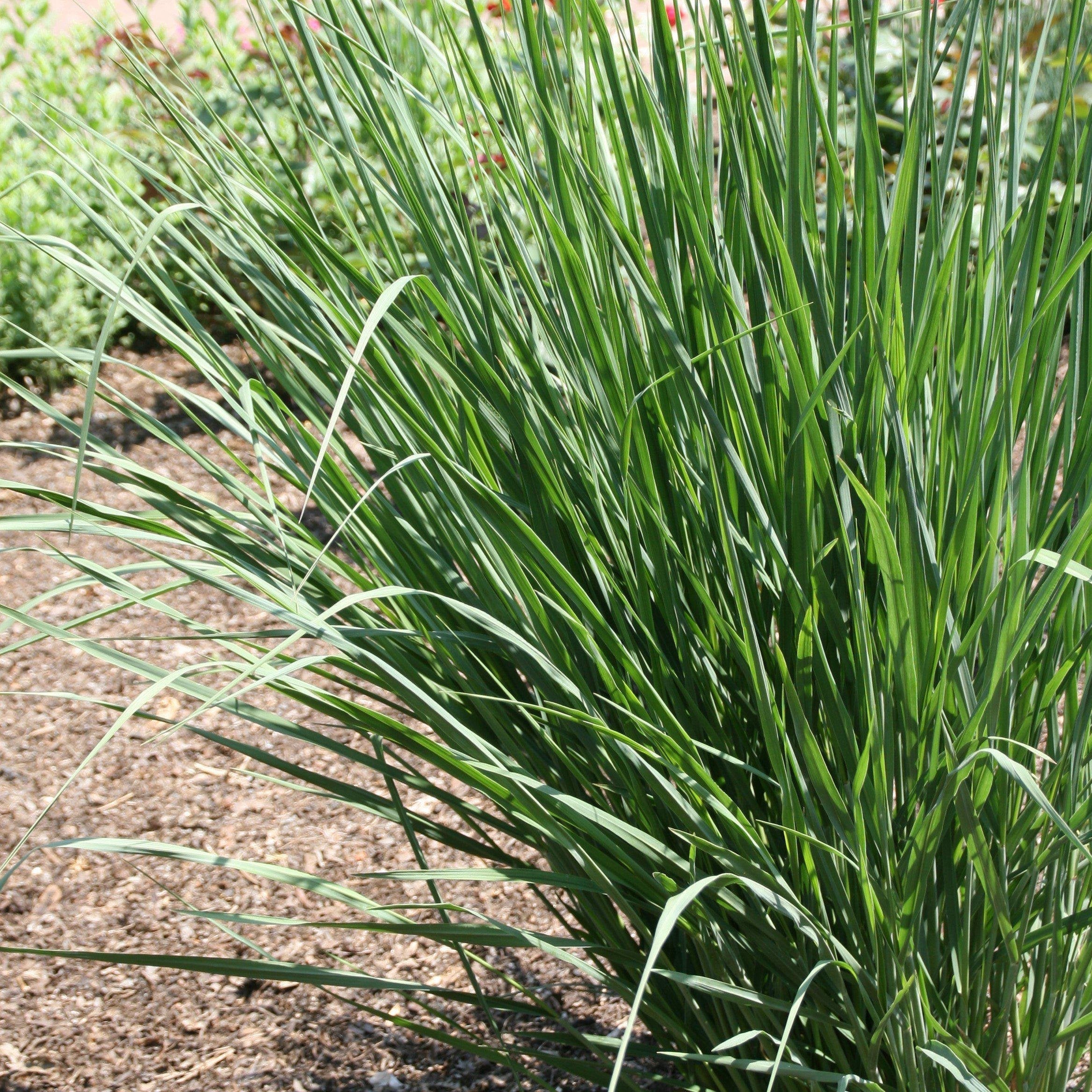 Panicum virgatum 'Cloud Nine' ~ Cloud Nine Switch Grass – Jack Rabbit ...