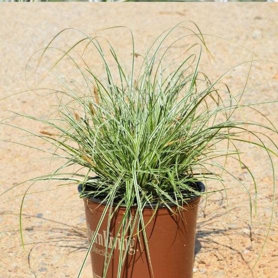 Carex oshimensis 'CarFit01' ~ Evercolor® Everest Variegated Juncia