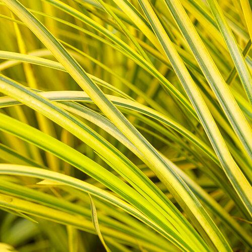 Acorus gramineus 'Ogon' ~ Graceful Grasses® Golden Variegated Sweet Flag