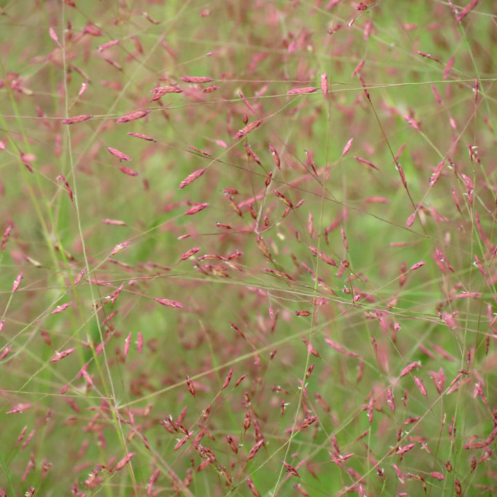 Eragrostis spectabilis ~ Purple Lovegrass