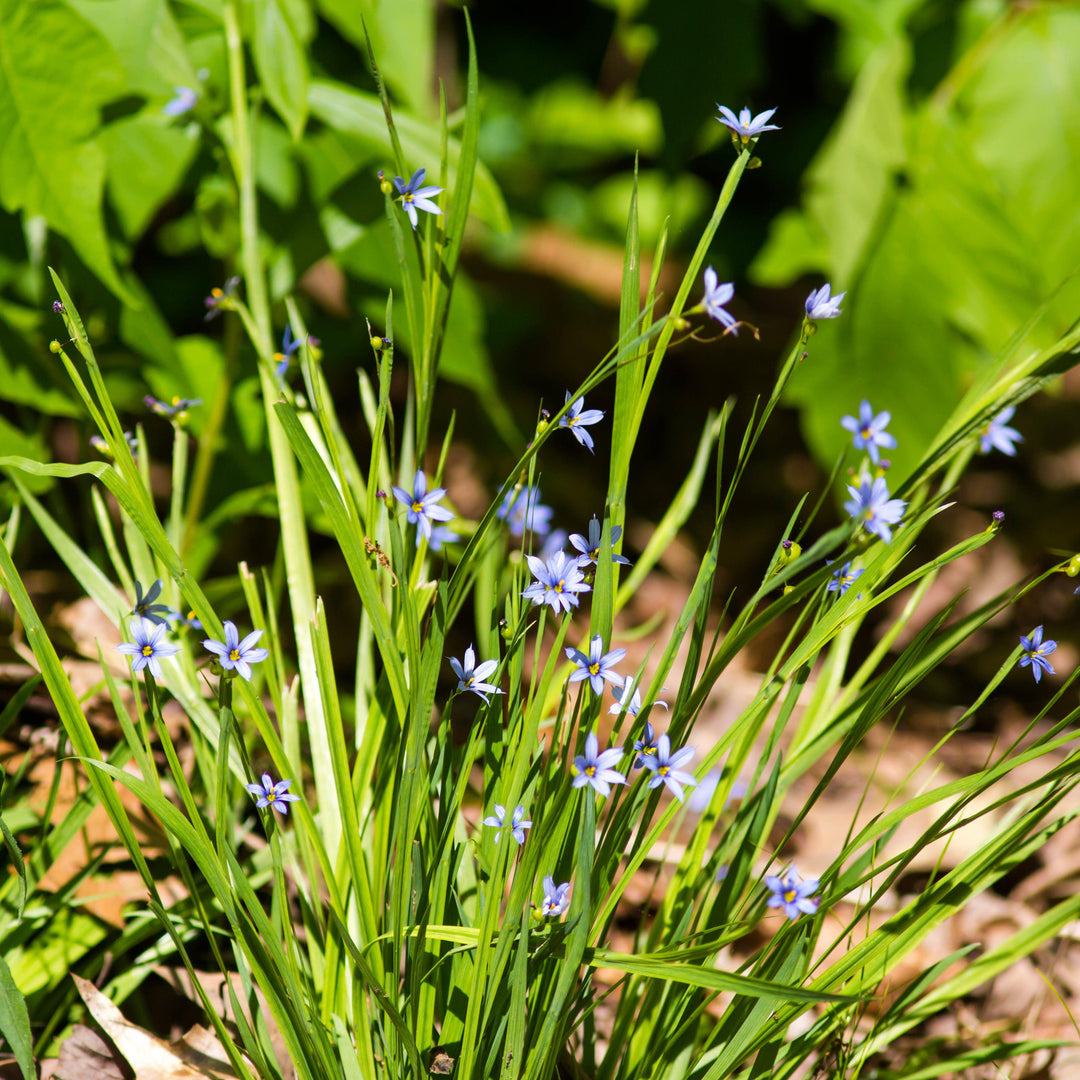 Sisyrinchium angustifolium ~ Blue-Eyed Grass