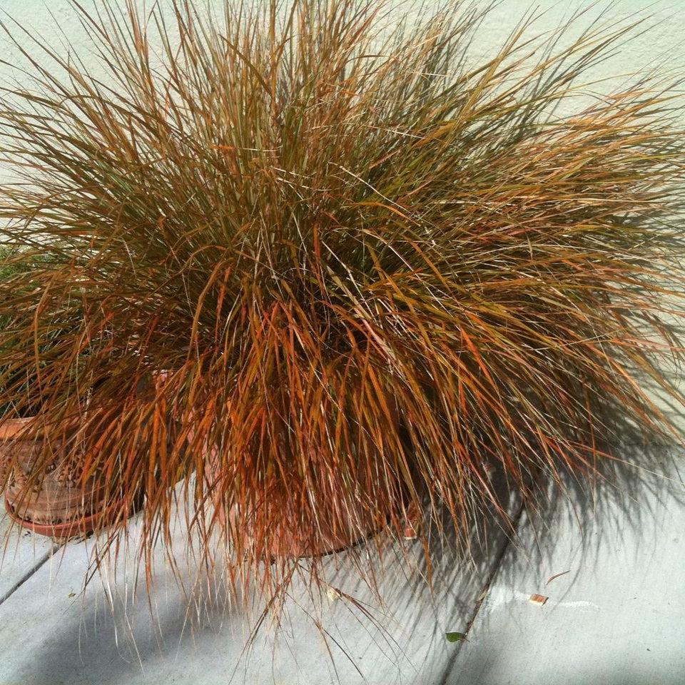Carex testacea 'Prairie Fire' ~ Juncia para el cabello Prairie Fire