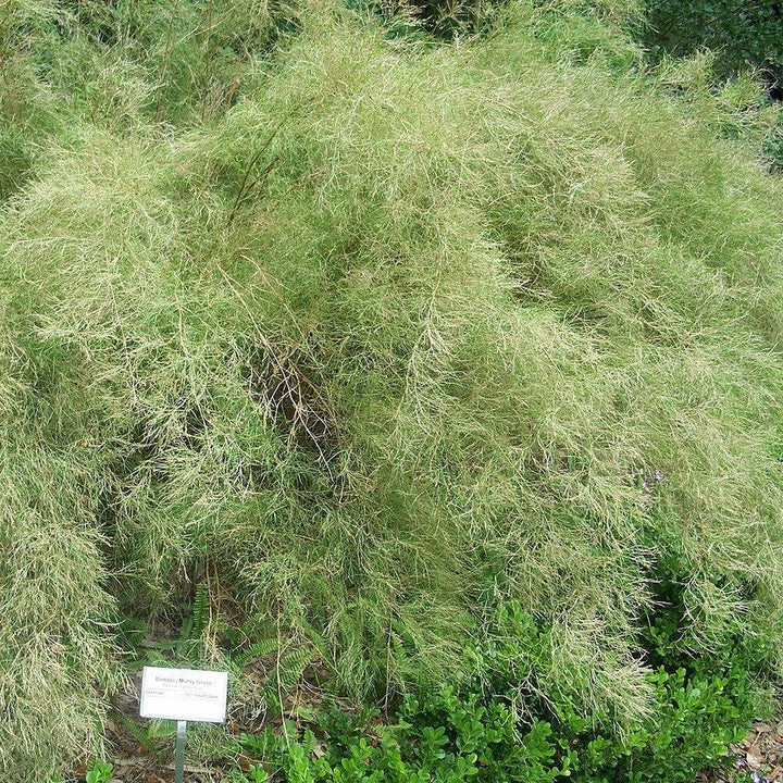 Muhlenbergia dumosa ~ Bamboo Muhly