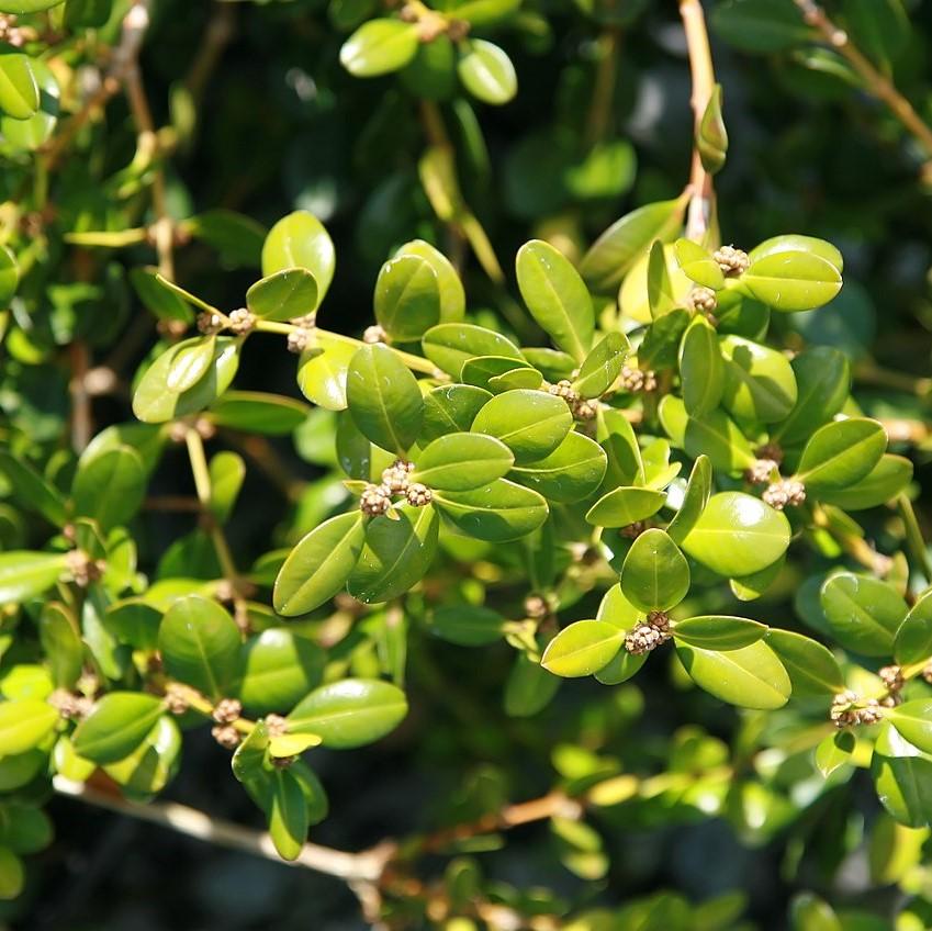 Buxus microphylla 'Wintergreen' ~ Boj gaulteria