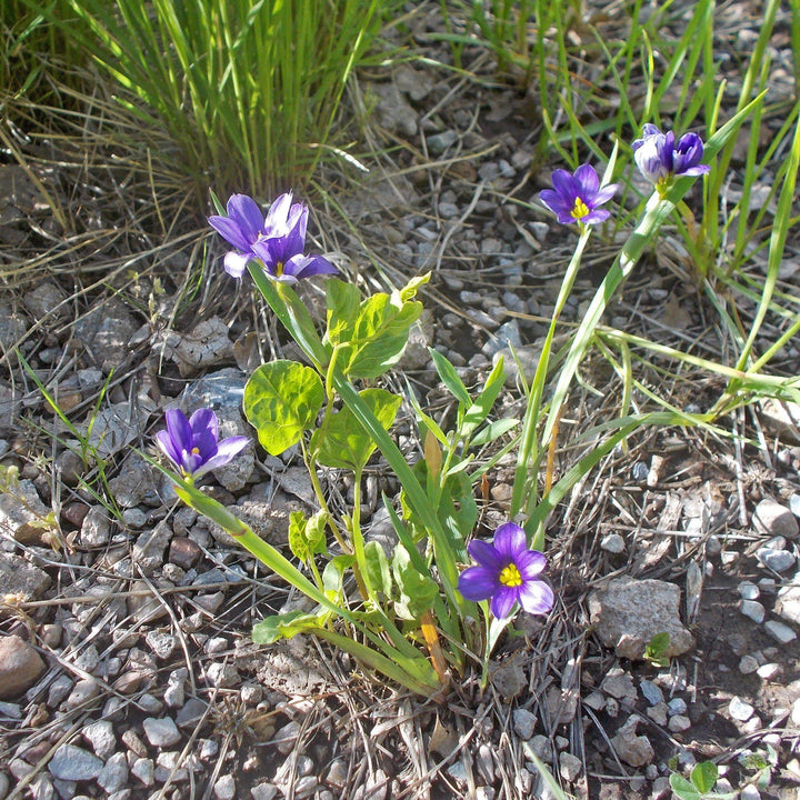 Sisyrinchium angustifolium 'Lucerne' ~ Lucerne Blue-Eyed Grass