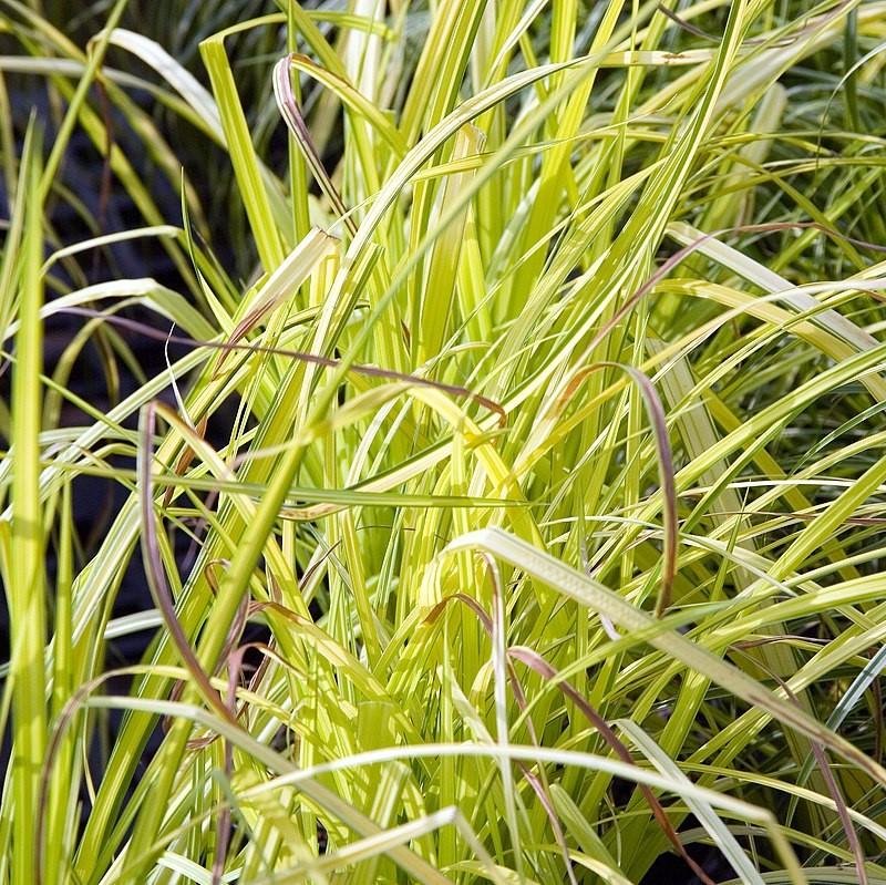 Carex elata 'Bowles Golden' ~ Juncia copetuda dorada de Bowles
