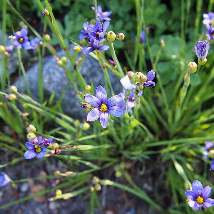 Sisyrinchium angustifolium ~ Blue-Eyed Grass