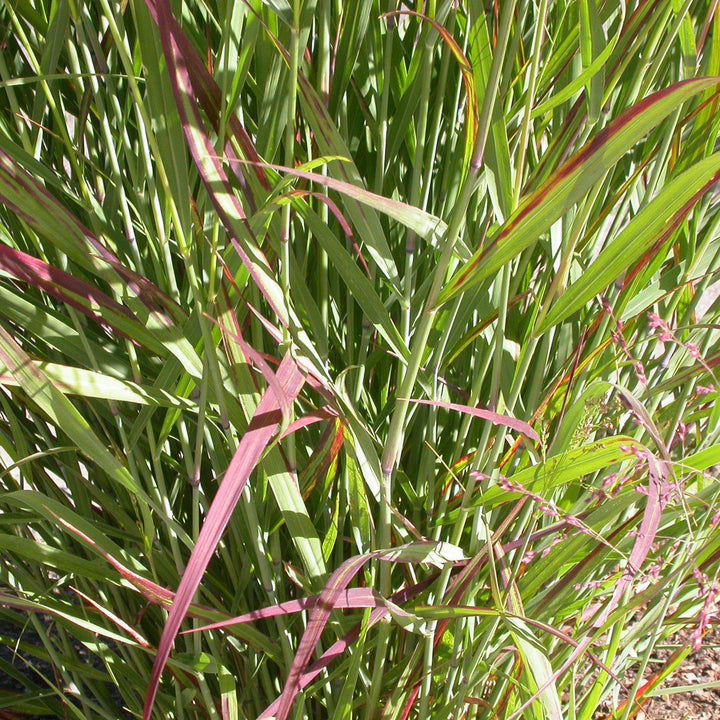 Panicum virgatum 'Hot Rod' ~ Hot Rod Switch Grass