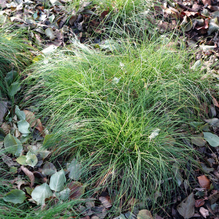 Carex appalachica ~ Appalachian Sedge