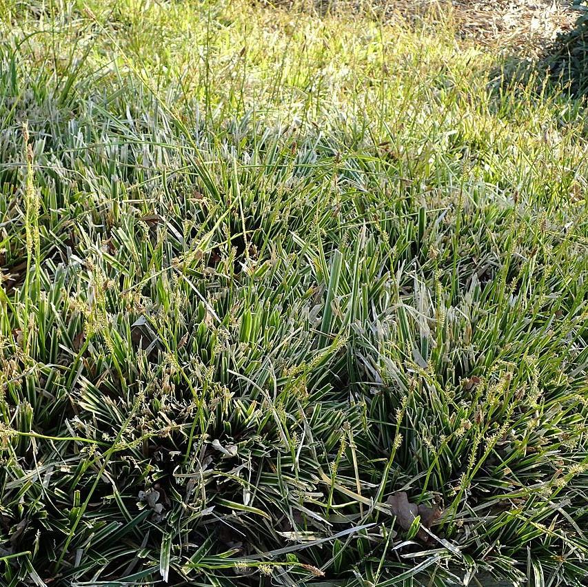 Carex morrowii 'Ice Dance' ~ Ice Dance Sedge