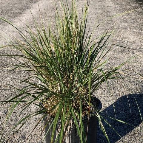 Calamagrostis x acutiflora 'Karl Foerster' ~ Karl Foerster's Feather Reed Grass