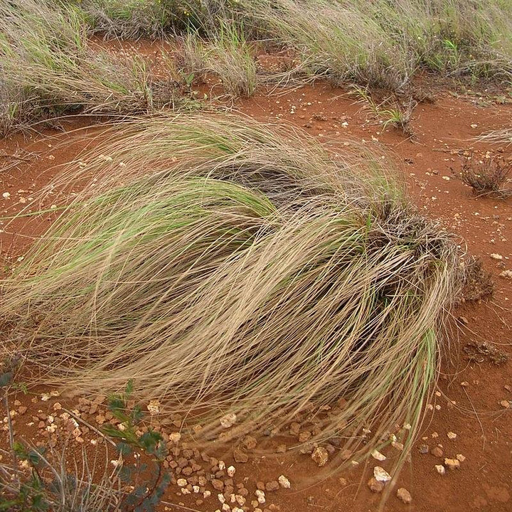 Eragrostis curvula ~ Weeping Love Grass