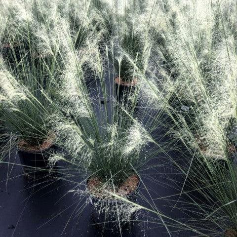 Muhlenbergia capillaris 'White Cloud' ~ White Cloud Muhly Grass