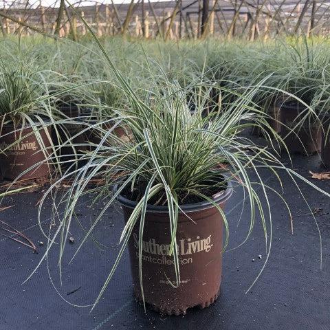 Carex oshimensis 'CarFit01' ~ Evercolor® Everest Variegated Sedge