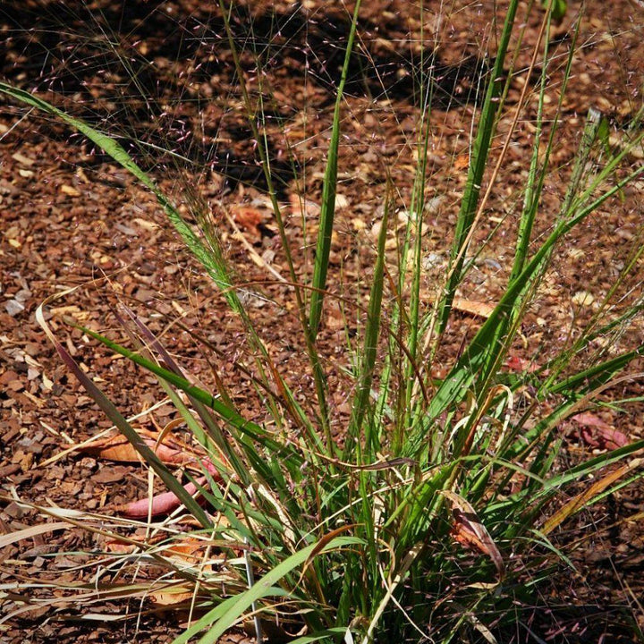 Eragrostis spectabilis ~ Lovegrass púrpura