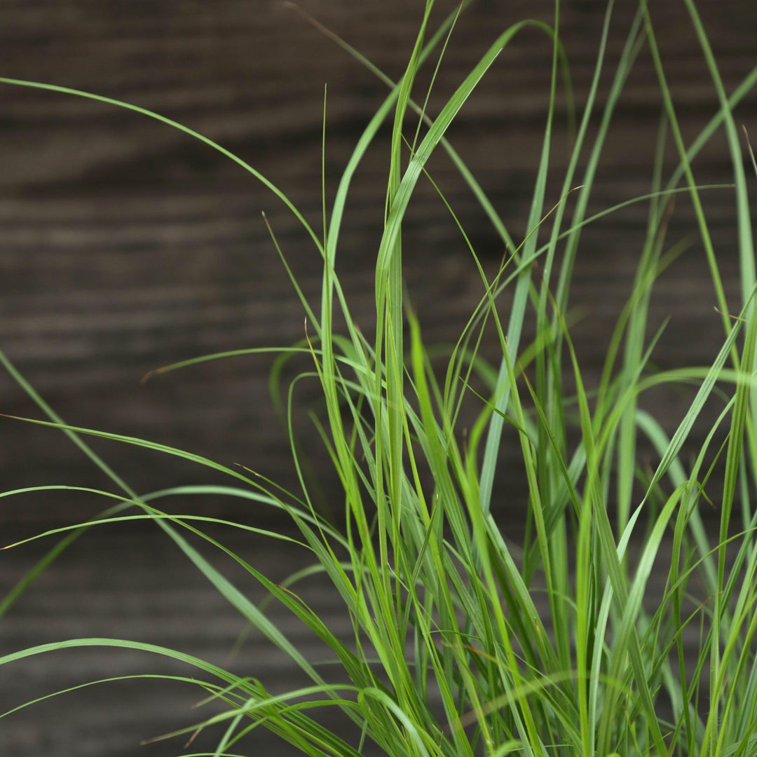 Pennisetum alopecuroides 'Cassian' ~ Cassian Fountain Grass