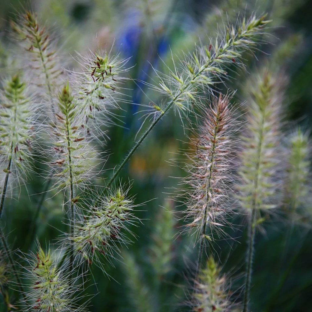 Pennisetum alopecuroides 'Little Bunny' ~ Little Bunny Fountain Grass ...