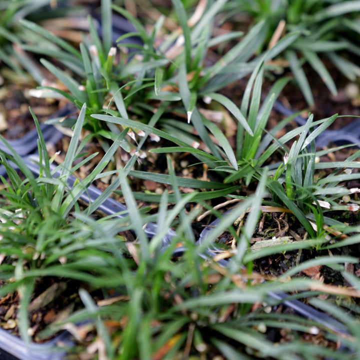 Ophiopogon japonicus 'Nanus' ~ Dwarf Mondo Grass