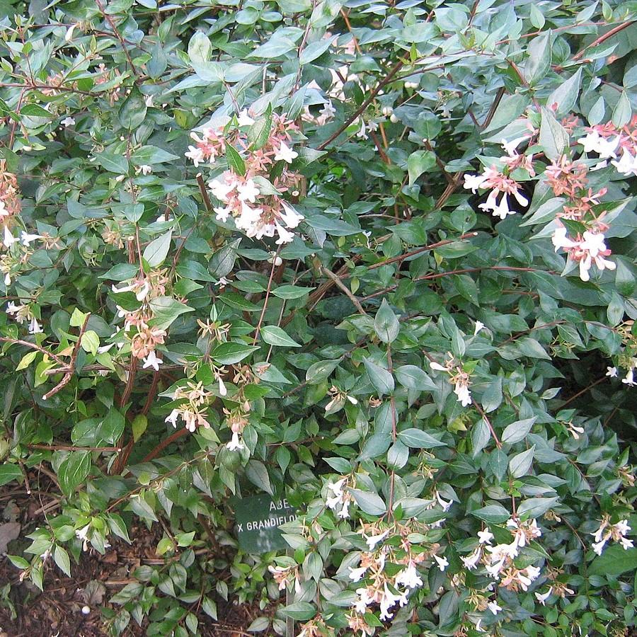 Abelia x grandiflora ~ Abelia brillante