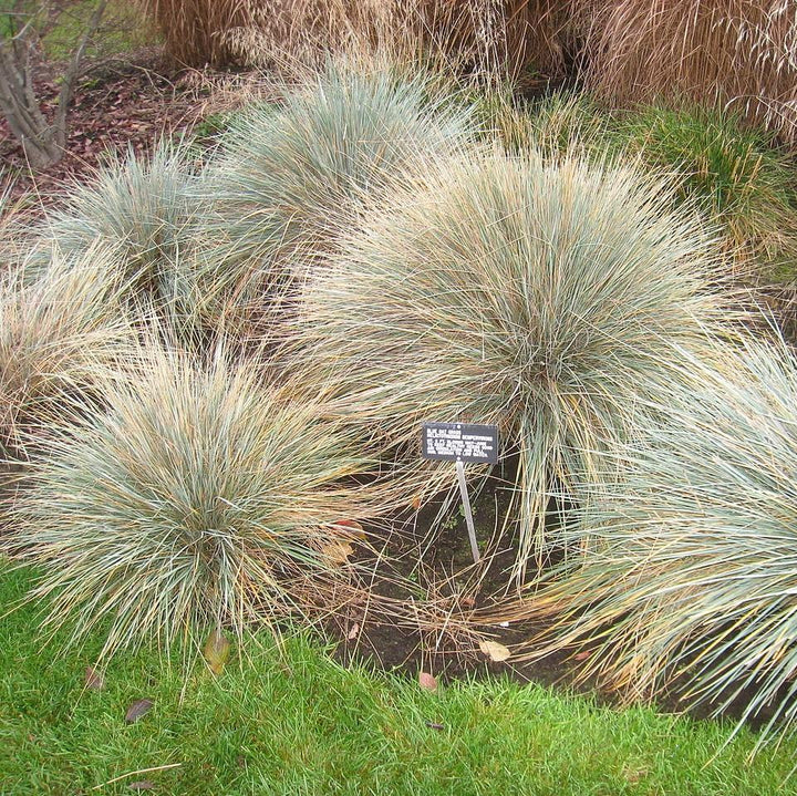 Helictotrichon sempervirens ~ Blue Oat Grass