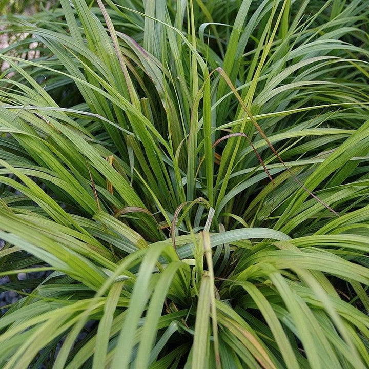 Pennisetum alopecuroides 'Moudry' ~ Moudry Fountain Grass