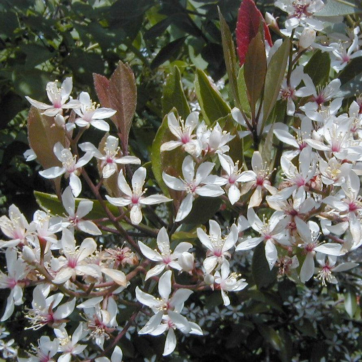 Rhaphiolepis indica ~ Espino indio, blanco