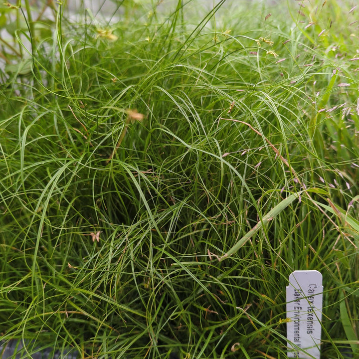 Carex texensis ~ Texas Sedge