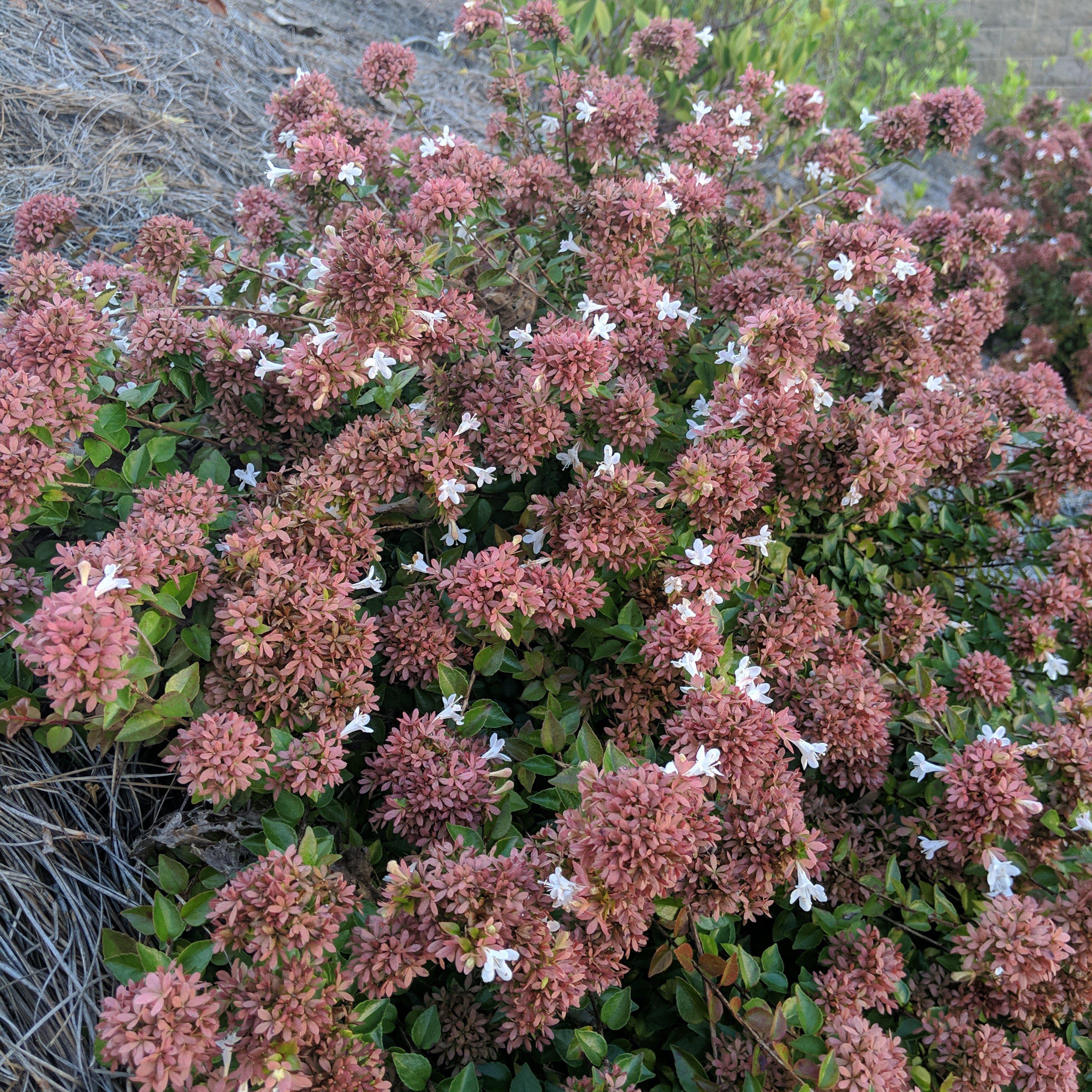 Abelia x chinensis 'Rose Creek' ~ Rose Creek Abelia – Jack Rabbit Nursery