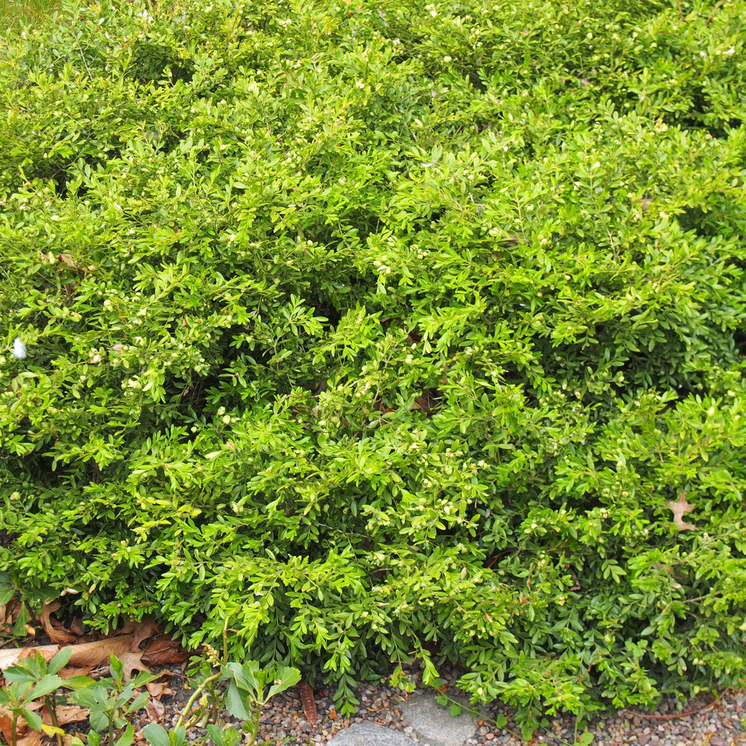 Buxus microphylla var. japonica ~ Japanese Boxwood