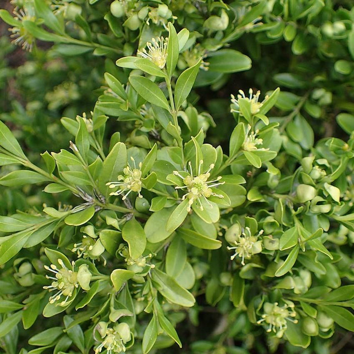 Buxus microphylla var. japonica ~ boj japonés
