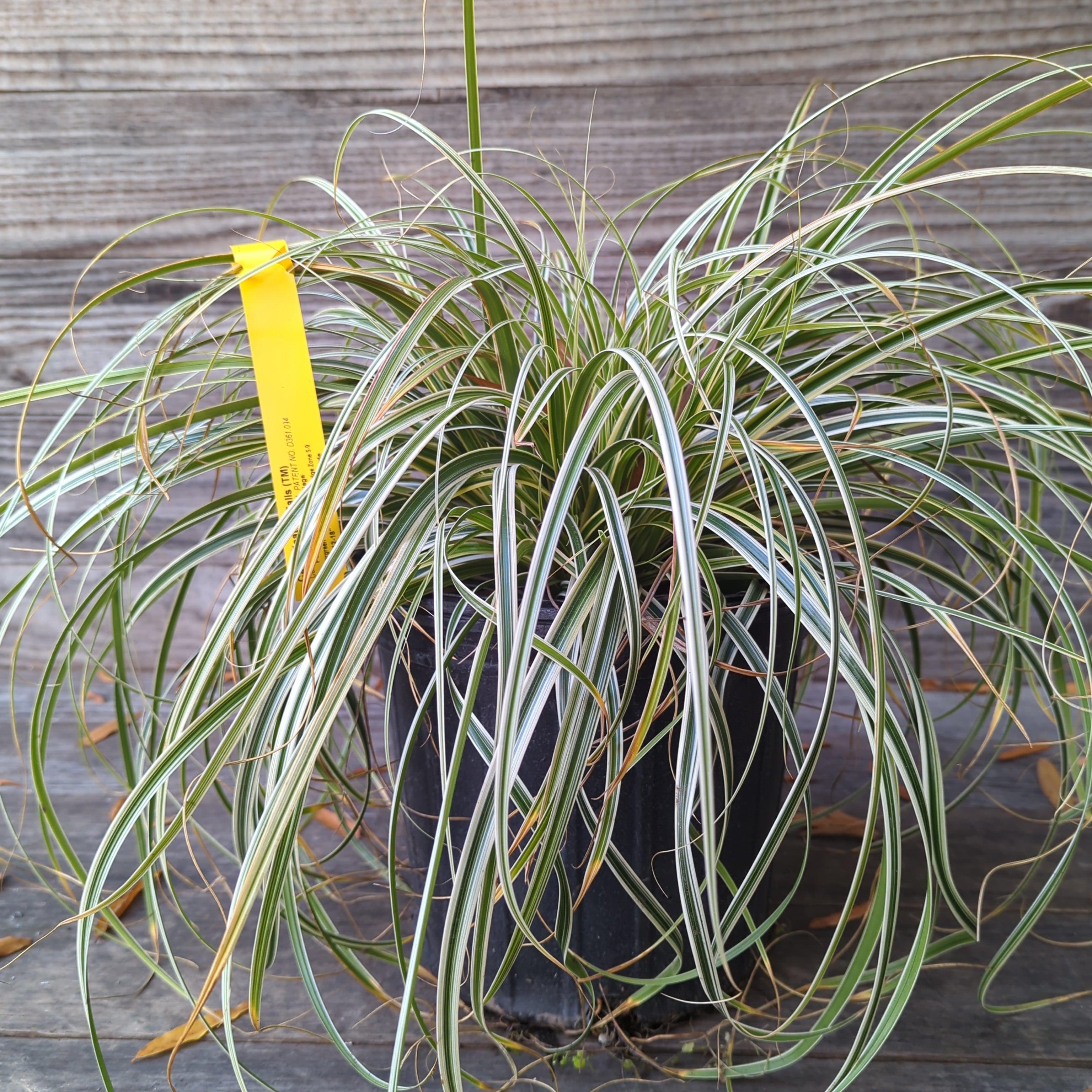 Carex oshimensis 'Feather Falls' ~ Feather Falls Sedge – Jack Rabbit ...