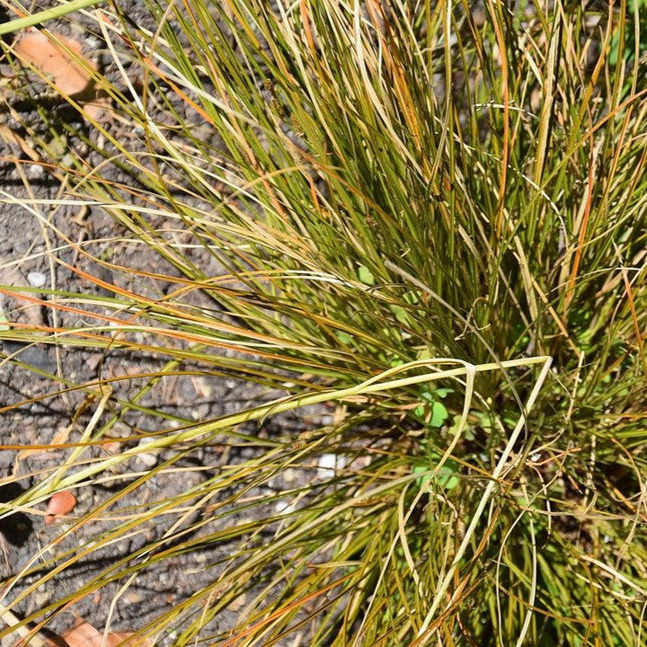Carex testacea 'Prairie Fire' ~ Prairie Fire Hair Sedge