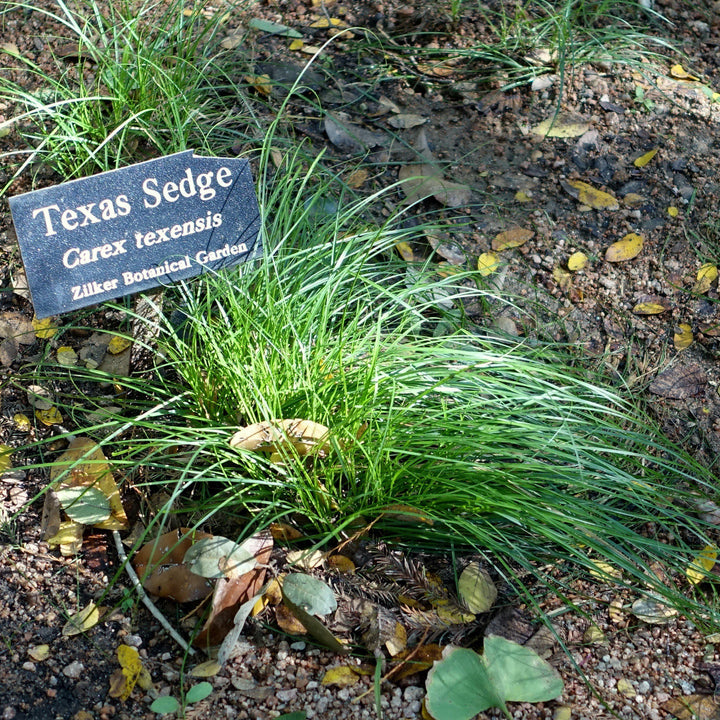 Carex texensis ~ Juncia de Texas