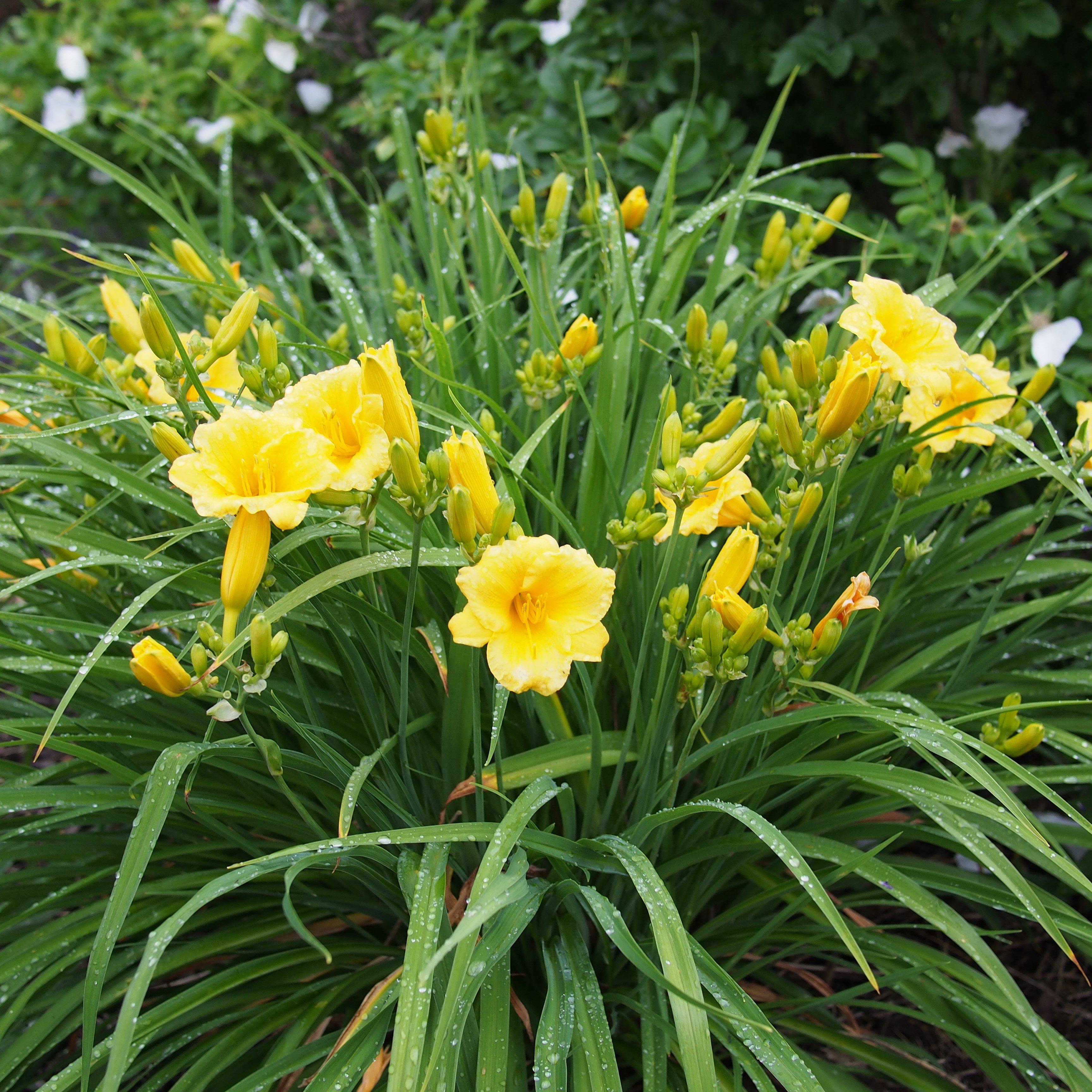 Hemerocallis 'Stella D'Oro' ~ Stella de Oro Daylily – Jack Rabbit Nursery