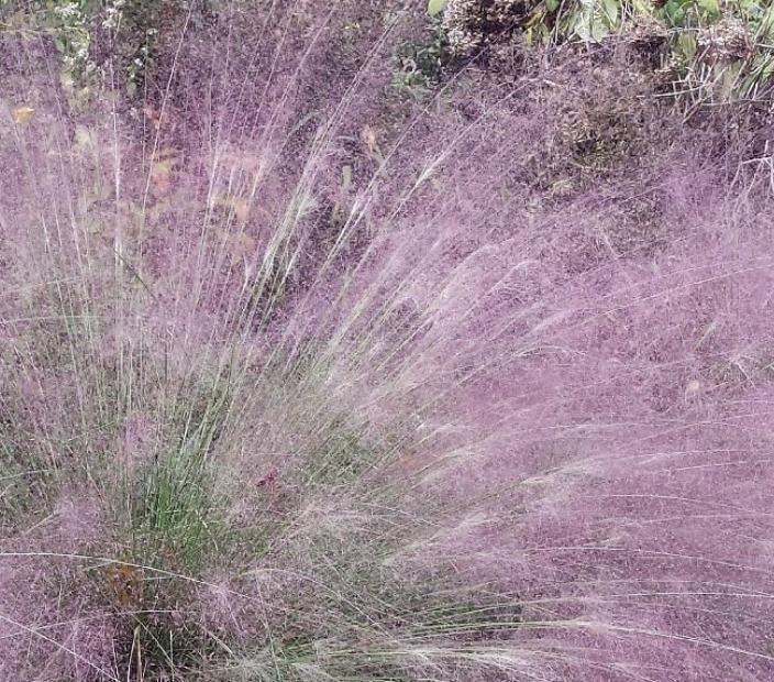Eragrostis Spec. Purple Love Grass