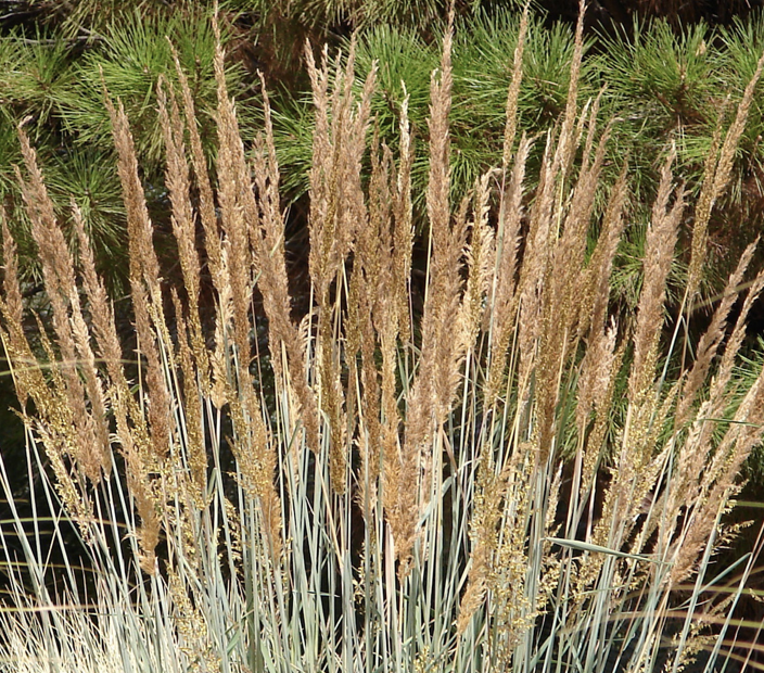Sorghastrum Nutans - Indian Grass