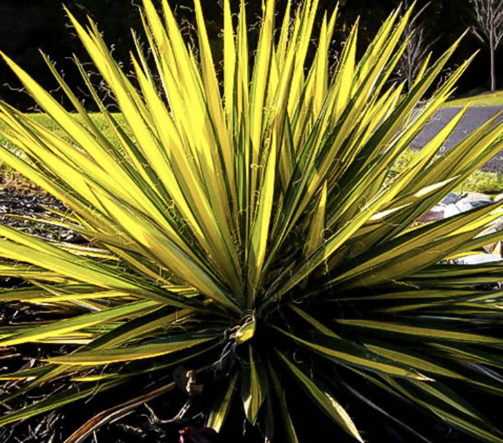 Colorguard Yucca